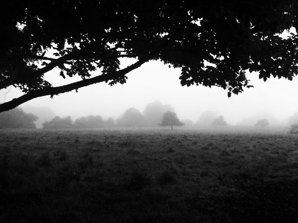 Morning Fog Emerging From Trees
