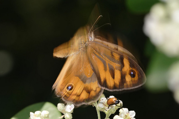 Butterfly midflight